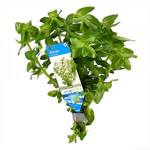 moeringswaterplanten Bacopa amplexicaulis (caroliniana) - 10 stuks - aquarium plant