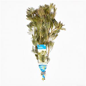 moeringswaterplanten Cabomba piauhyensis - 10 stuks - aquarium plant