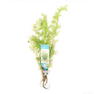 moeringswaterplanten Ceratopteris siliquosa - 10 stuks - aquarium plant