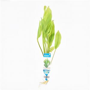 moeringswaterplanten Echinodorus paniculatus - 10 stuks - aquarium plant