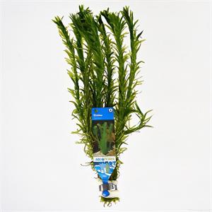 moeringswaterplanten Elodea densa - 10 stuks - aquarium plant