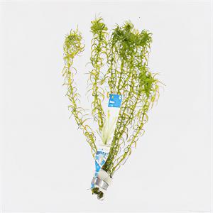 moeringswaterplanten Elodea canadensis - 10 stuks - aquarium plant