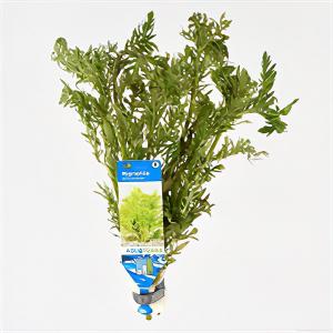 moeringswaterplanten Hygrophila difformis - 10 stuks - aquarium plant