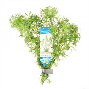 moeringswaterplanten Limnophila sessiliflora - 10 stuks - aquarium plant