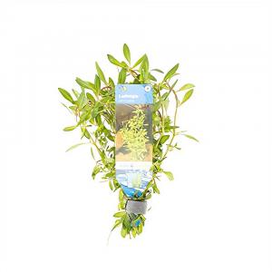 moeringswaterplanten Ludwigia arcuata
 - 10 stuks - aquarium plant