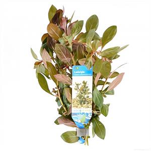 moeringswaterplanten Ludwigia repens rubin - diamond red - 10 stuks - aquarium plant