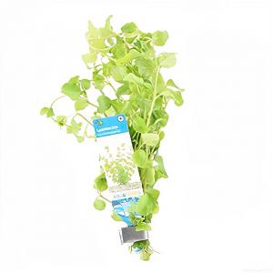 moeringswaterplanten Lysimachia nummularia - 10 stuks - aquarium plant