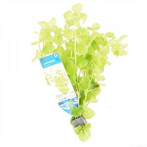 moeringswaterplanten Lysimachia nummularia aurea - 10 stuks - aquarium plant