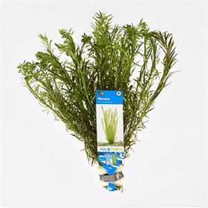moeringswaterplanten Mayaca fluviatilis - 10 stuks - aquarium plant