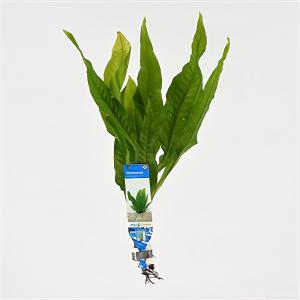 moeringswaterplanten Microsorum pteropus - 10 stuks - aquarium plant