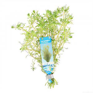 moeringswaterplanten Myriophyllum brasiliensis - 10 stuks - aquarium plant