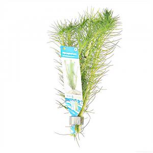 moeringswaterplanten Myriophyllum propinquum - 10 stuks - aquarium plant