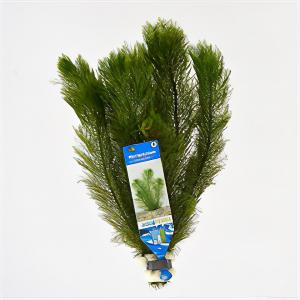 moeringswaterplanten Myriophyllum scabratum ofwel pinnatum - 10 stuks - aquarium plant