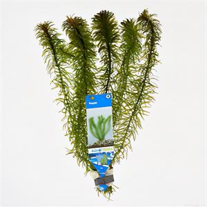 moeringswaterplanten Egeria densa - 10 stuks - aquarium plant