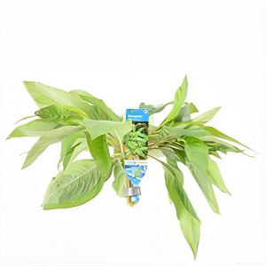moeringswaterplanten Nomaphila siamensis - 10 stuks - aquarium plant