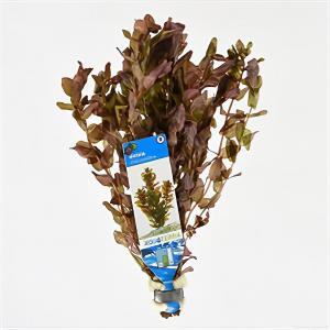 moeringswaterplanten Rotala macrandra
 - 10 stuks - aquarium plant