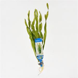 moeringswaterplanten Vallisneria asiatica - 10 stuks - aquarium plant