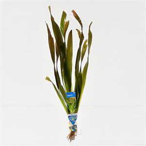 moeringswaterplanten Vallisneria gigantea - 10 stuks - aquarium plant