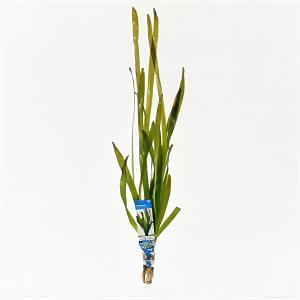 moeringswaterplanten Vallisneria gigantea rubra - 10 stuks - aquarium plant