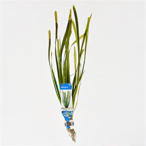 moeringswaterplanten Vallisneria spiralis - 10 stuks - aquarium plant