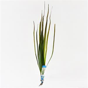 moeringswaterplanten Vallisneria spiralis rood
 - 10 stuks - aquarium plant