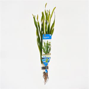 moeringswaterplanten Vallisneria natans - 10 stuks - aquarium plant