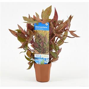 moeringswaterplanten Alternanthera reineckii rosaefolia - 10 stuks - aquarium plant