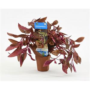 moeringswaterplanten Alternanthera reineckii sessilis - 10 stuks - aquarium plant
