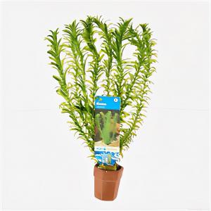 moeringswaterplanten Elodea densa - 10 stuks - aquarium plant