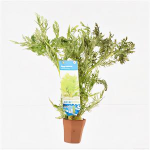 moeringswaterplanten Hygrophila difformis - 10 stuks - aquarium plant
