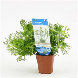 moeringswaterplanten Limnophila sessiliflora - 10 stuks - aquarium plant
