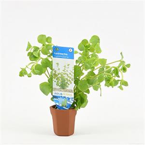 moeringswaterplanten Lysimachia nummularia - 10 stuks - aquarium plant