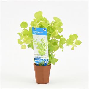 moeringswaterplanten Lysimachia nummularia aurea - 10 stuks - aquarium plant