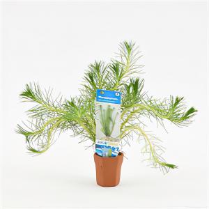 moeringswaterplanten Myriophyllum propinquum - 10 stuks - aquarium plant
