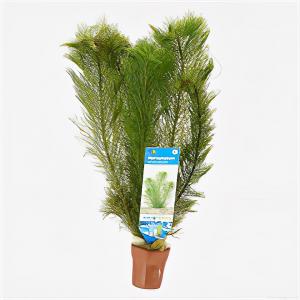 moeringswaterplanten Myriophyllum scabratum ofwel pinnatum - 10 stuks - aquarium plant