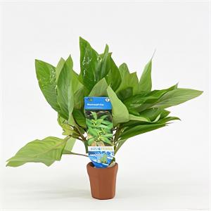 moeringswaterplanten Nomaphila siamensis - 10 stuks - aquarium plant