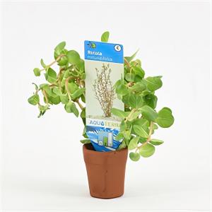 moeringswaterplanten Rotala rotundifolia - 10 stuks - aquarium plant