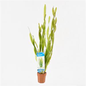 moeringswaterplanten Vallisneria asiatica - 10 stuks - aquarium plant