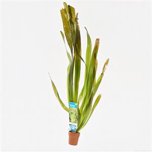 moeringswaterplanten Vallisneria gigantea - 10 stuks - aquarium plant