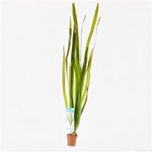 moeringswaterplanten Vallisneria gigantea rubra - 10 stuks - aquarium plant