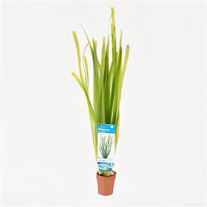 moeringswaterplanten Vallisneria spiralis - 10 stuks - aquarium plant
