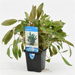 moeringswaterplanten Cryptocoryne wendtii - aquarium plant