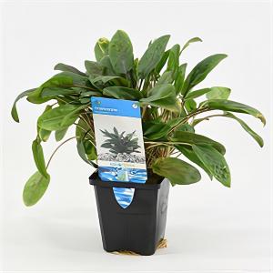 moeringswaterplanten Cryptocoryne beckettii
 - aquarium plant