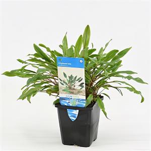 moeringswaterplanten Cryptocoryne undulata - aquarium plant