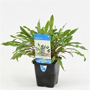 Moerings waterplanten Cryptocoryne undulata - aquarium plant