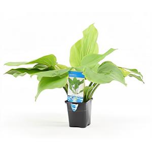 moeringswaterplanten Echinodorus argentinensis
 - aquarium plant