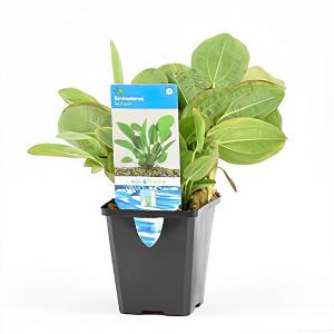 moeringswaterplanten Echinodorus harbich - aquarium plant