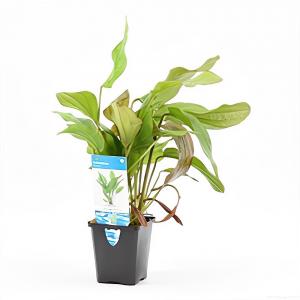 moeringswaterplanten Echinodorus impaii - aquarium plant