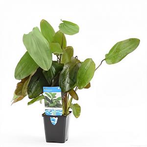 moeringswaterplanten Echinodorus ozelot rood / leopard - aquarium plant