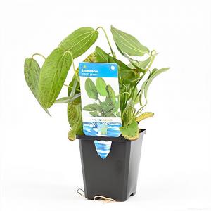 moeringswaterplanten Echinodorus ozelot groen / leopard - aquarium plant